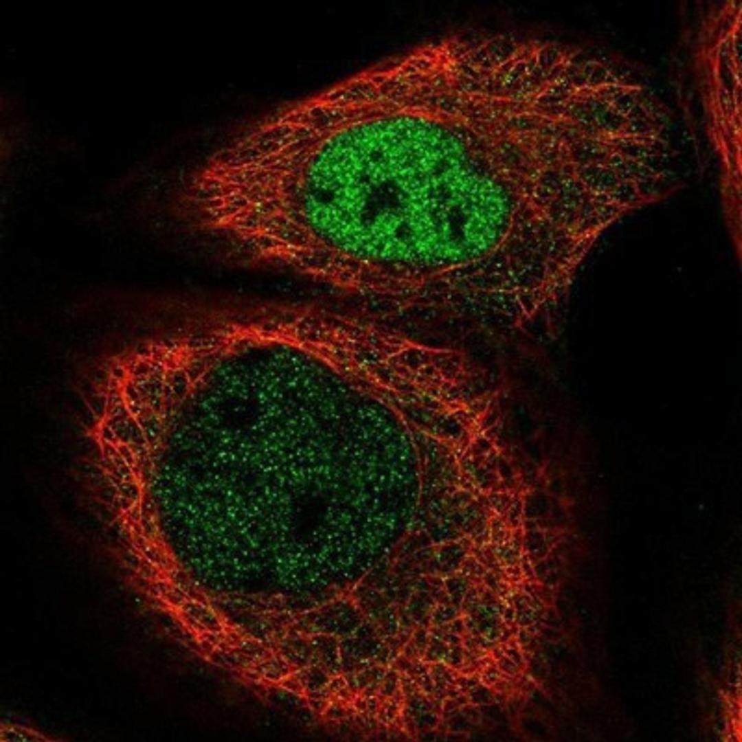 Immunocytochemistry/Immunofluorescence: Transcription factor E3 Antibody [NBP1-89976] - Staining of human cell line A-431 shows positivity in nucleus but not nucleoli & cytoplasm.