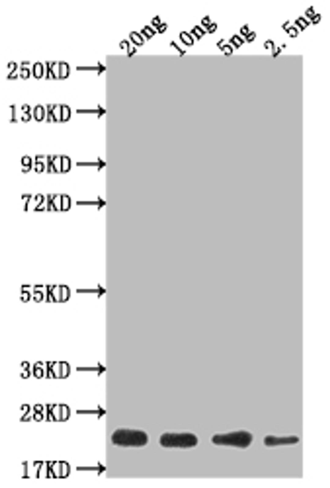 Western Blot. Positive WB detected in Recombinant protein. All lanes: mtl-1 antibody at 1:2000. Secondary. Goat polyclonal to rabbit IgG at 1/50000 dilution. Predicted band size: 12 kDa. Observed band size: 18 kDa. 