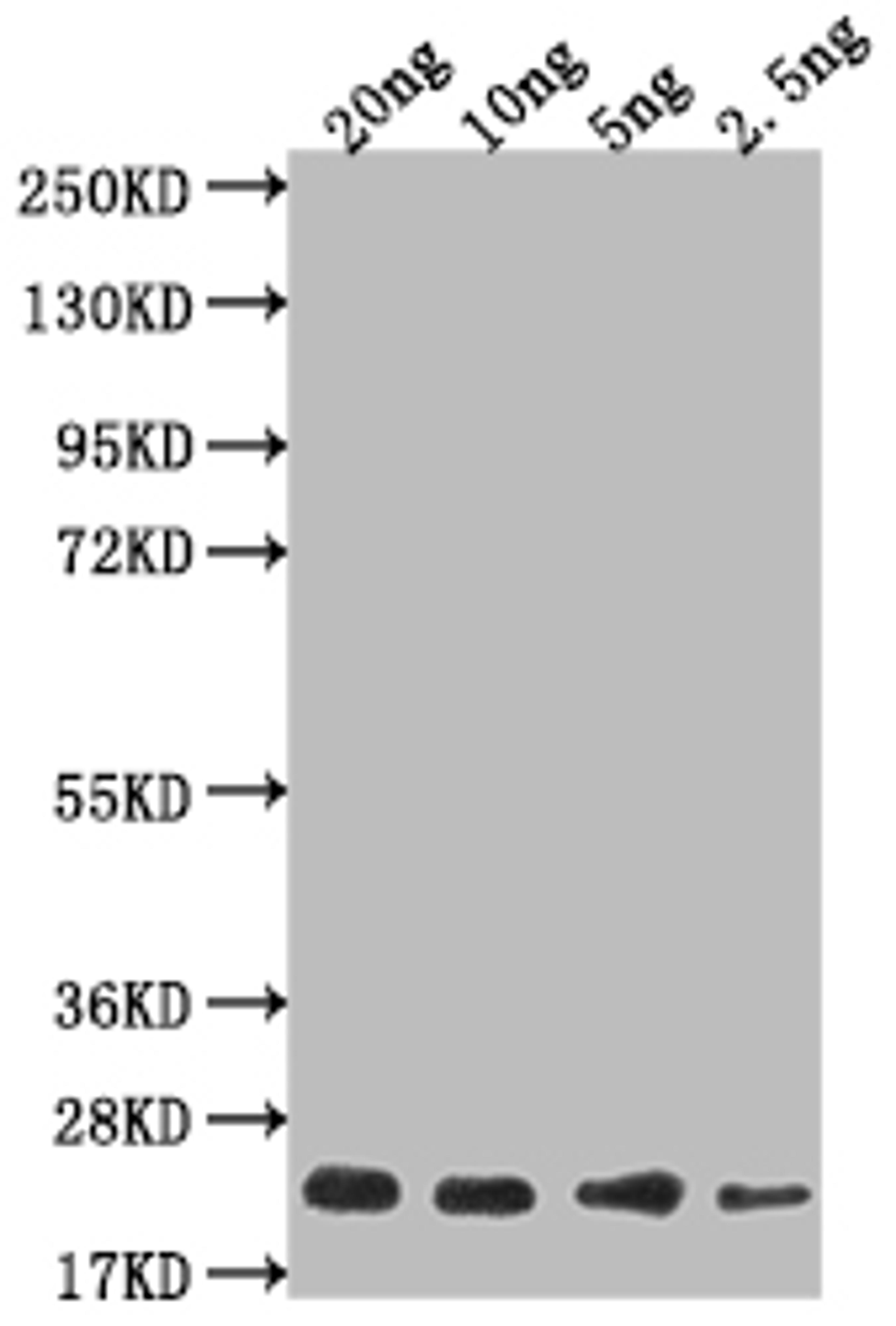 Western Blot. Positive WB detected in Recombinant protein. All lanes: mtl-1 antibody at 1:2000. Secondary. Goat polyclonal to rabbit IgG at 1/50000 dilution. Predicted band size: 12 kDa. Observed band size: 18 kDa. 