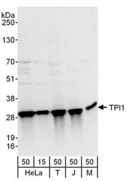 Detection of human and mouse TPI1 by western blot.