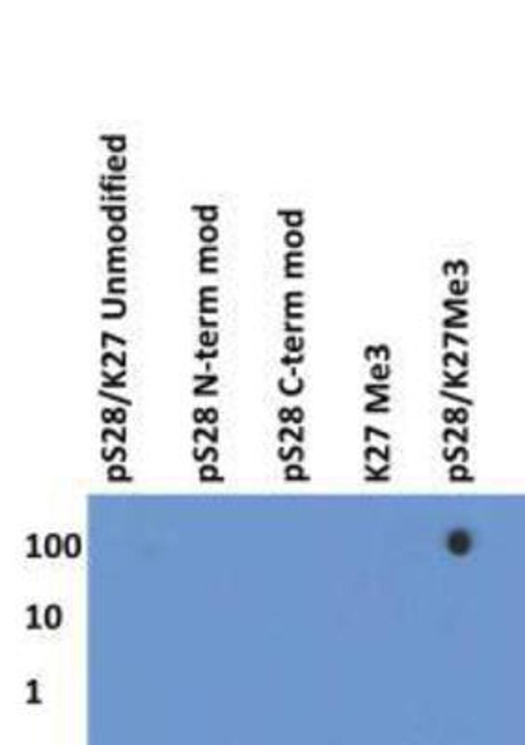 Dot Blot: Histone H3 [p Ser28, Trimethyl Lys27] Antibody [NB21-1193] - Dot Blot analysis of NB21-1193 using the peptides listed above in 100, 10, and 1 picomoles of peptide.