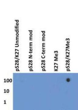 Dot Blot: Histone H3 [p Ser28, Trimethyl Lys27] Antibody [NB21-1193] - Dot Blot analysis of NB21-1193 using the peptides listed above in 100, 10, and 1 picomoles of peptide.