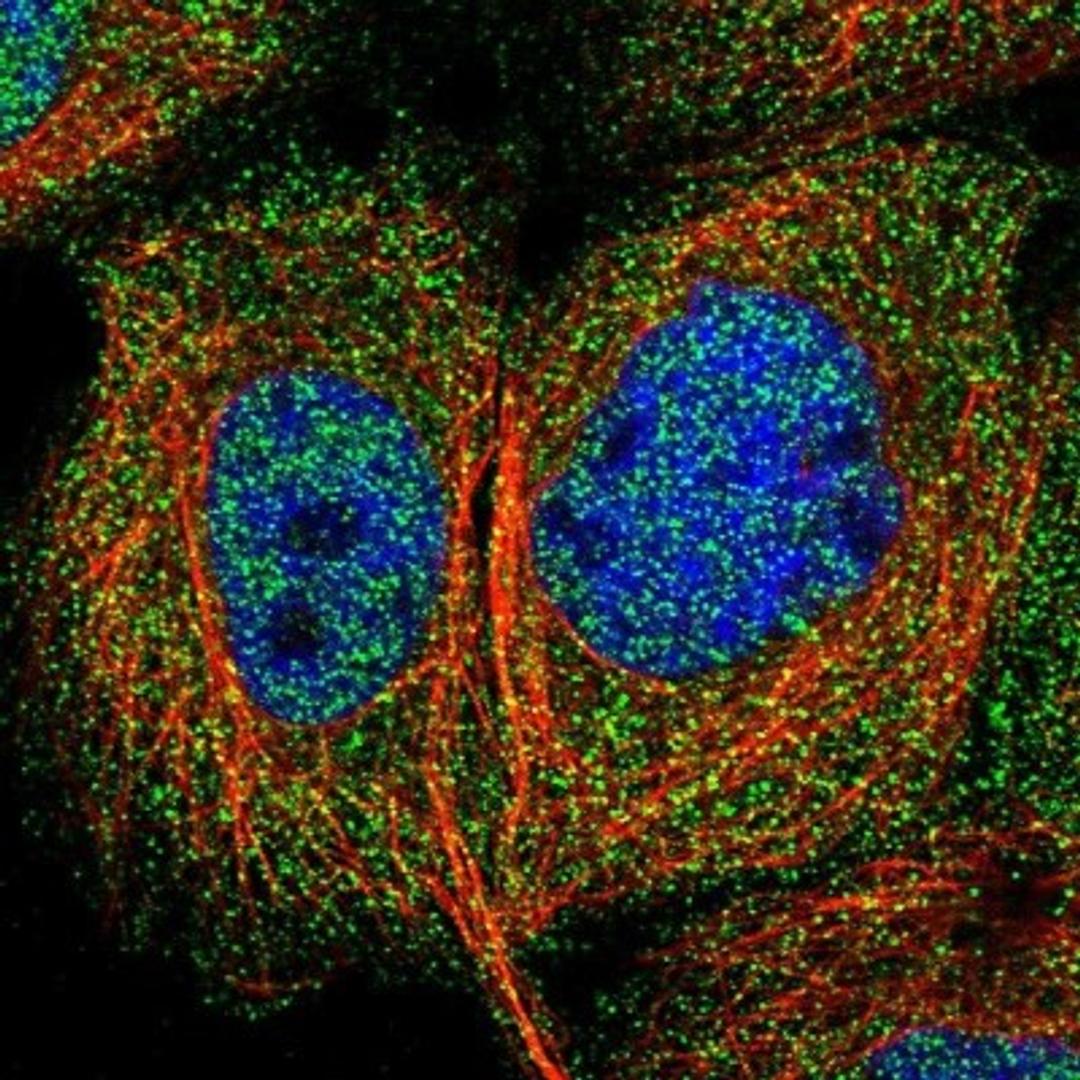 Immunocytochemistry/Immunofluorescence: LAT3 Antibody [NBP1-87331] - Staining of human cell line A-431 shows positivity in nucleus but not nucleoli & cytoplasm.