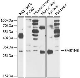 Western blot - FMR1NB Antibody (A5183)