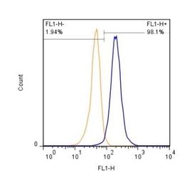 Flow Cytometry: S100B Antibody (15F4NB) [NBP2-45224] - Analysis using the Azide Free version of NBP2-45224. Staining of A431 cells (1 x 10^6 cells/ml) with S100B antibody, clone 15F4.1D2 (orange) stained at a dilution of 1:500. Detected with a GtxRb Dylight 488 secondary. Shown with the secondary control (blue).