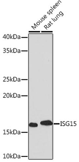 Western blot - ISG15 Rabbit mAb (A2416)