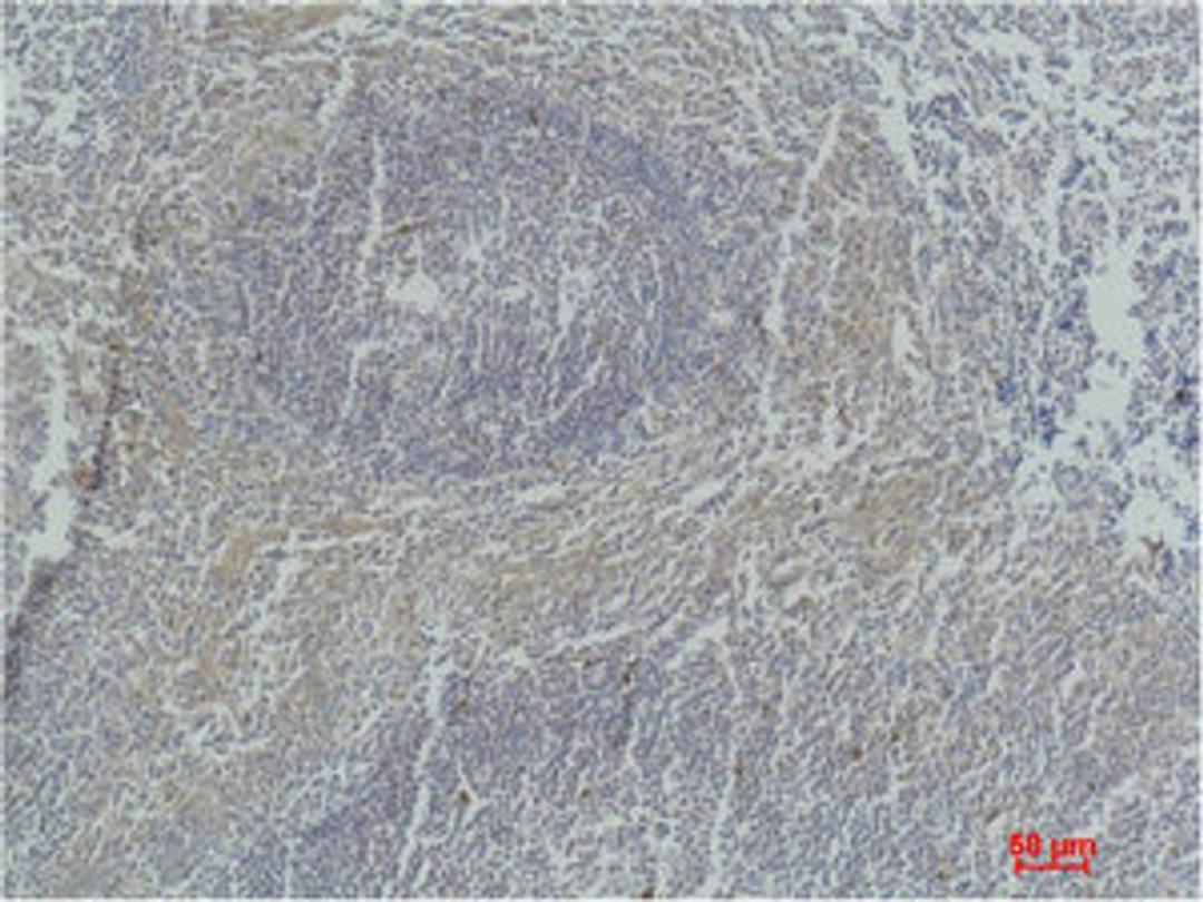 Immunohistochemical analysis of paraffin-embedded Human Tonsil Tissue using Active Caspase-3 Monoclonal Antibody.