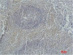 Immunohistochemical analysis of paraffin-embedded Human Tonsil Tissue using Active Caspase-3 Monoclonal Antibody.