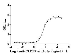 The Binding Activity of Human CLDN4 with Anti-CLDN4 Recombinant Antibody. Activity: Measured by its binding ability in a functional ELISA. Immobilized Human CLDN4(CSB-MP005506HU) at 5 μg/mL can bind Anti-CLDN4 recombinant antibody, the EC<sub>50</sub> is 29.56-50.75 ng/mL.