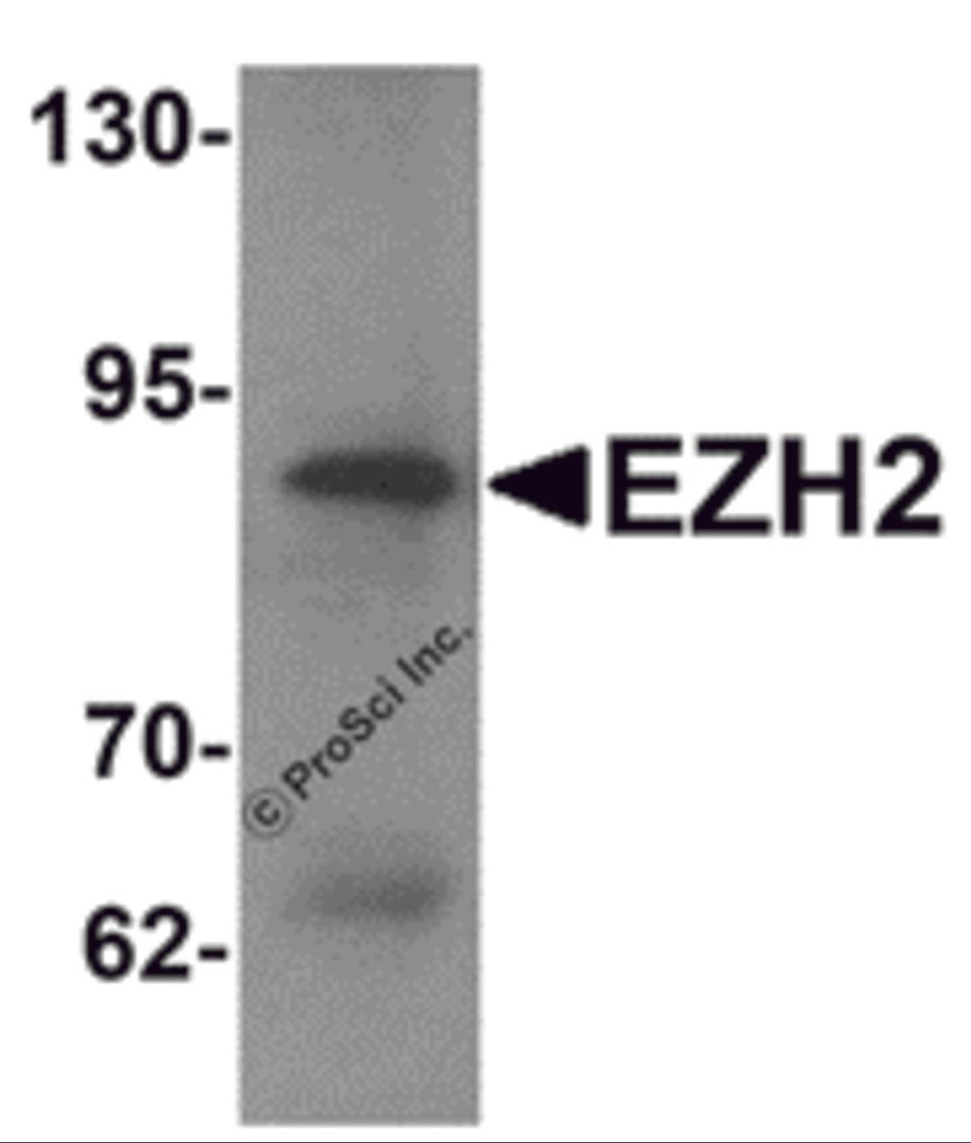 Western blot analysis of EZH2 in 293 cell lysate with EZH2 antibody at 1 μg/mL.