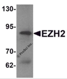 Western blot analysis of EZH2 in 293 cell lysate with EZH2 antibody at 1 μg/mL.