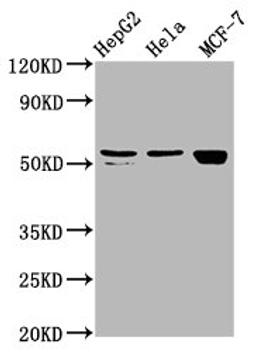 Western Blot. Positive WB detected in: HepG2 whole cell lysate, Hela whole cell lysate, MCF-7 whole cell lysate. All lanes: DHCR7 antibody at 2.4µg/ml. Secondary. Goat polyclonal to rabbit IgG at 1/50000 dilution. Predicted band size: 55 kDa. Observed band size: 55 kDa