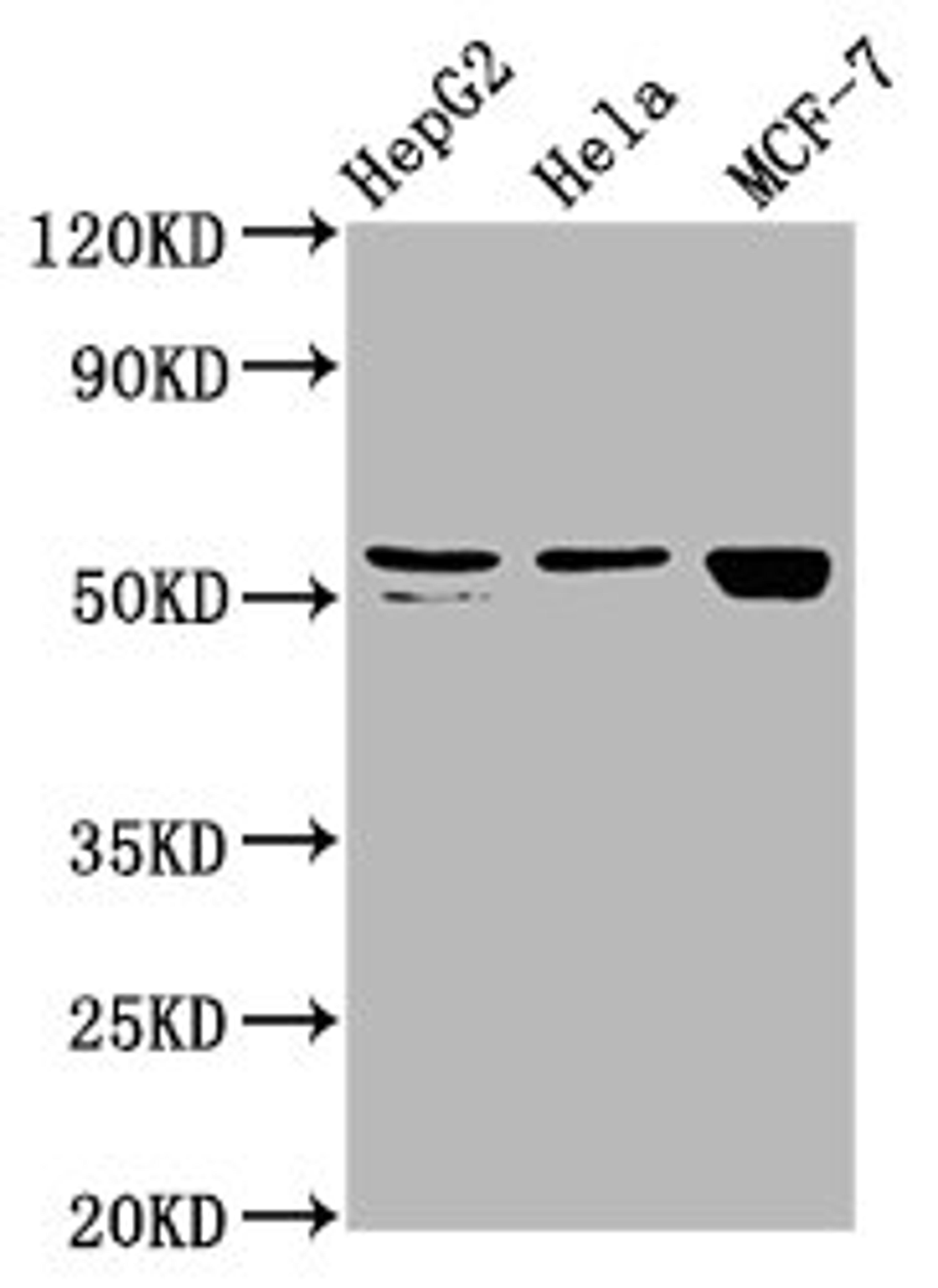 Western Blot. Positive WB detected in: HepG2 whole cell lysate, Hela whole cell lysate, MCF-7 whole cell lysate. All lanes: DHCR7 antibody at 2.4µg/ml. Secondary. Goat polyclonal to rabbit IgG at 1/50000 dilution. Predicted band size: 55 kDa. Observed band size: 55 kDa