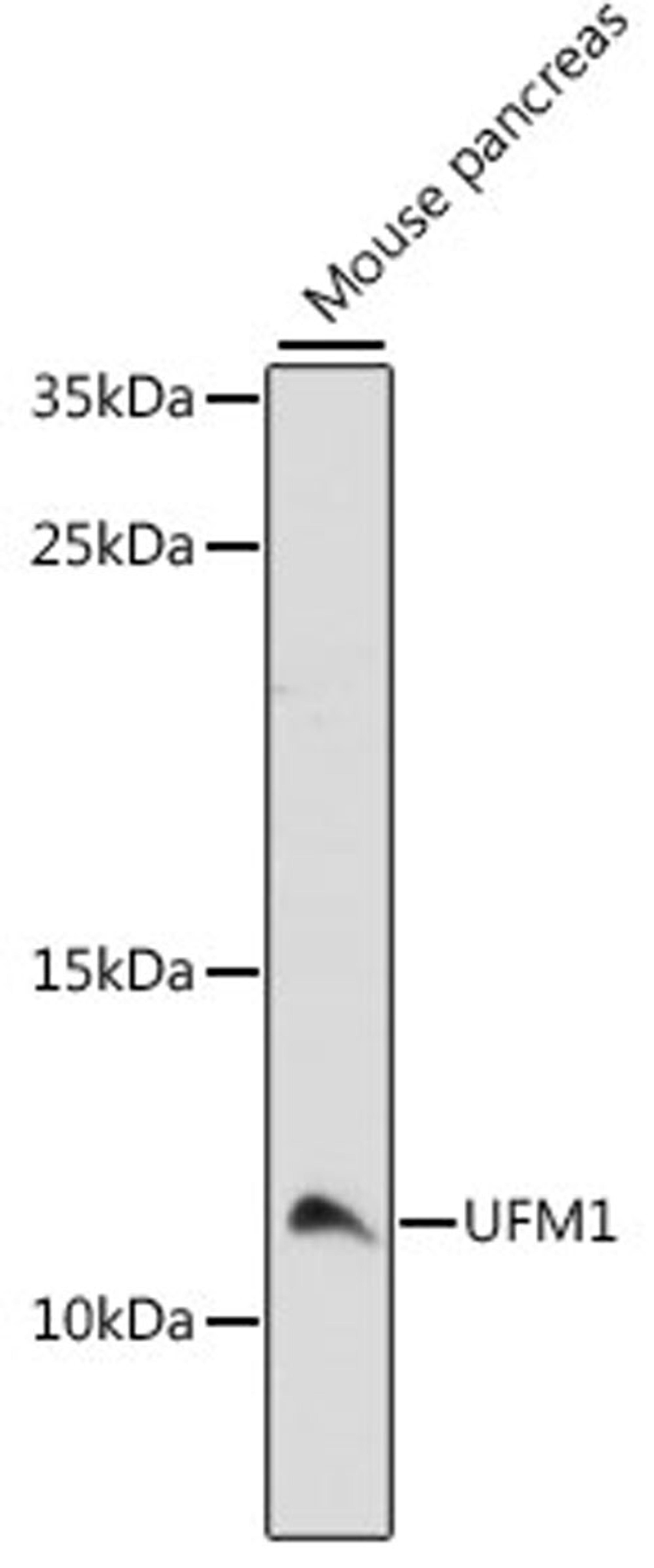 Western blot - UFM1 antibody (A15843)