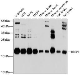 Western blot - REEP5 antibody (A10392)