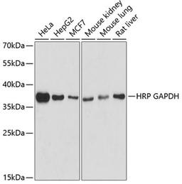 Western blot - HRP-Conjugated GAPDH antibody (AC035)