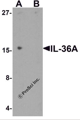 Western blot analysis of IL-36A in MCF7 cell lysate with IL-36A antibody at 1 μg/ml in (A) the absence and (B) the presence of blocking peptide.