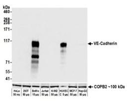 Detection of human VE-Cadherin by western blot.