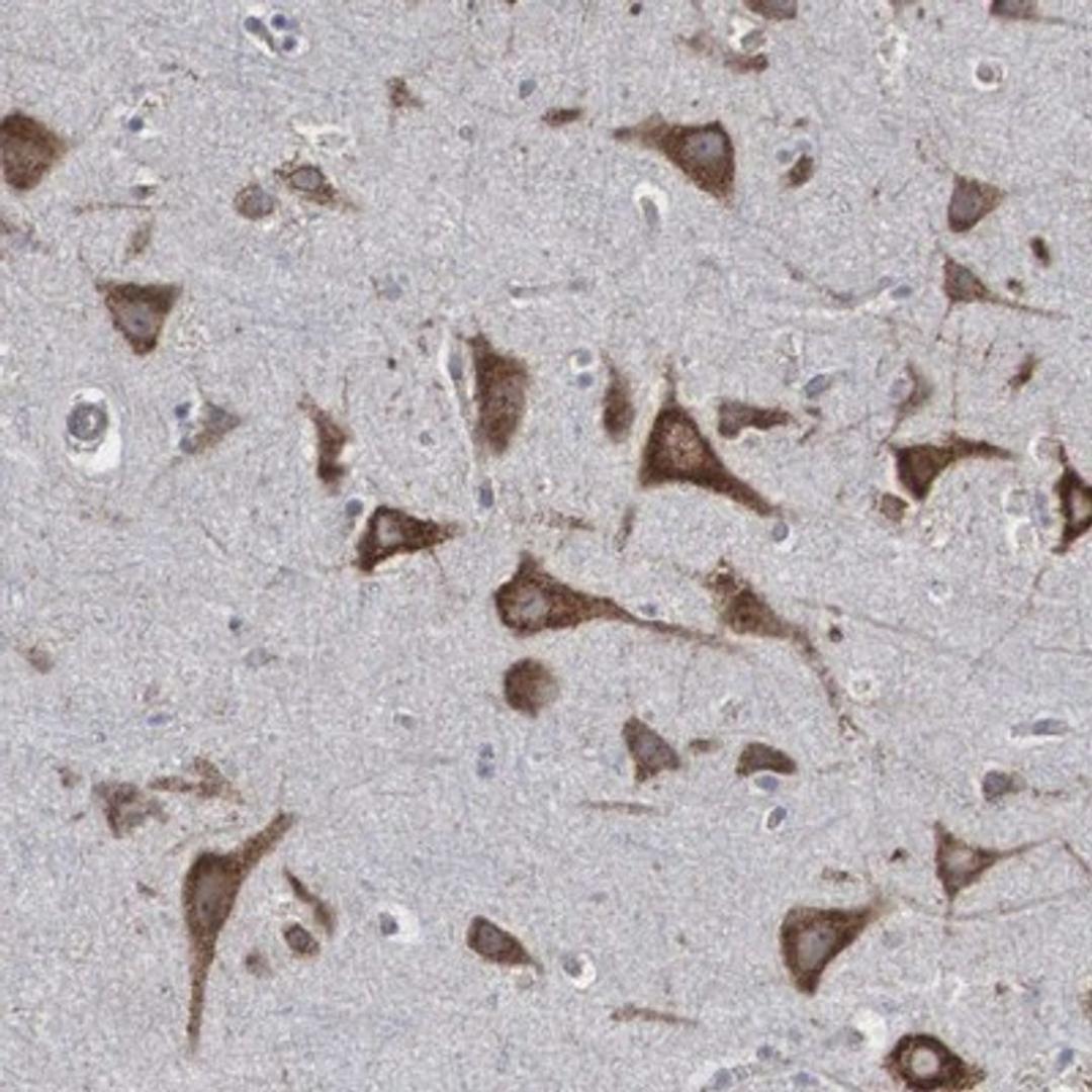 Immunohistochemistry-Paraffin: CTAGE5 Antibody [NBP1-85391] - Staining of human cerebral cortex shows strong cytoplasmic positivity in neuronal cells.