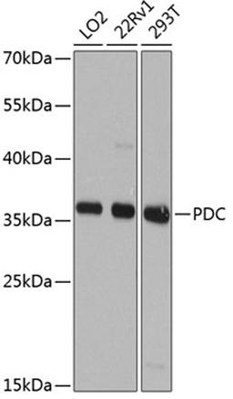 Western blot - PDC antibody (A8447)