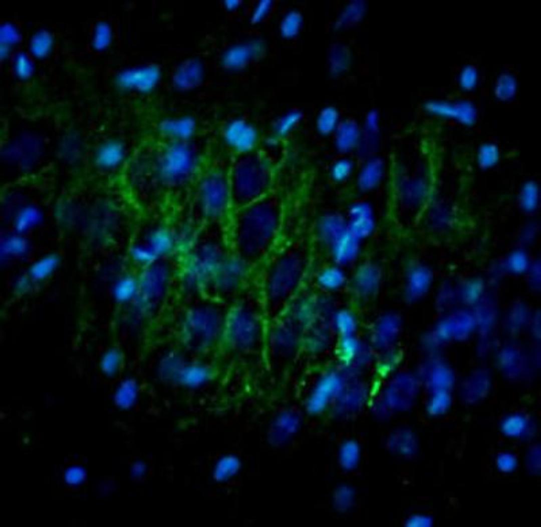 Immunocytochemistry/Immunofluorescence: Oprl1 Antibody [NBP2-21065] - ORL1 (green) staining in rat brain (singulate cortex). DAPI was used to counterstain cell nuclei (blue color).