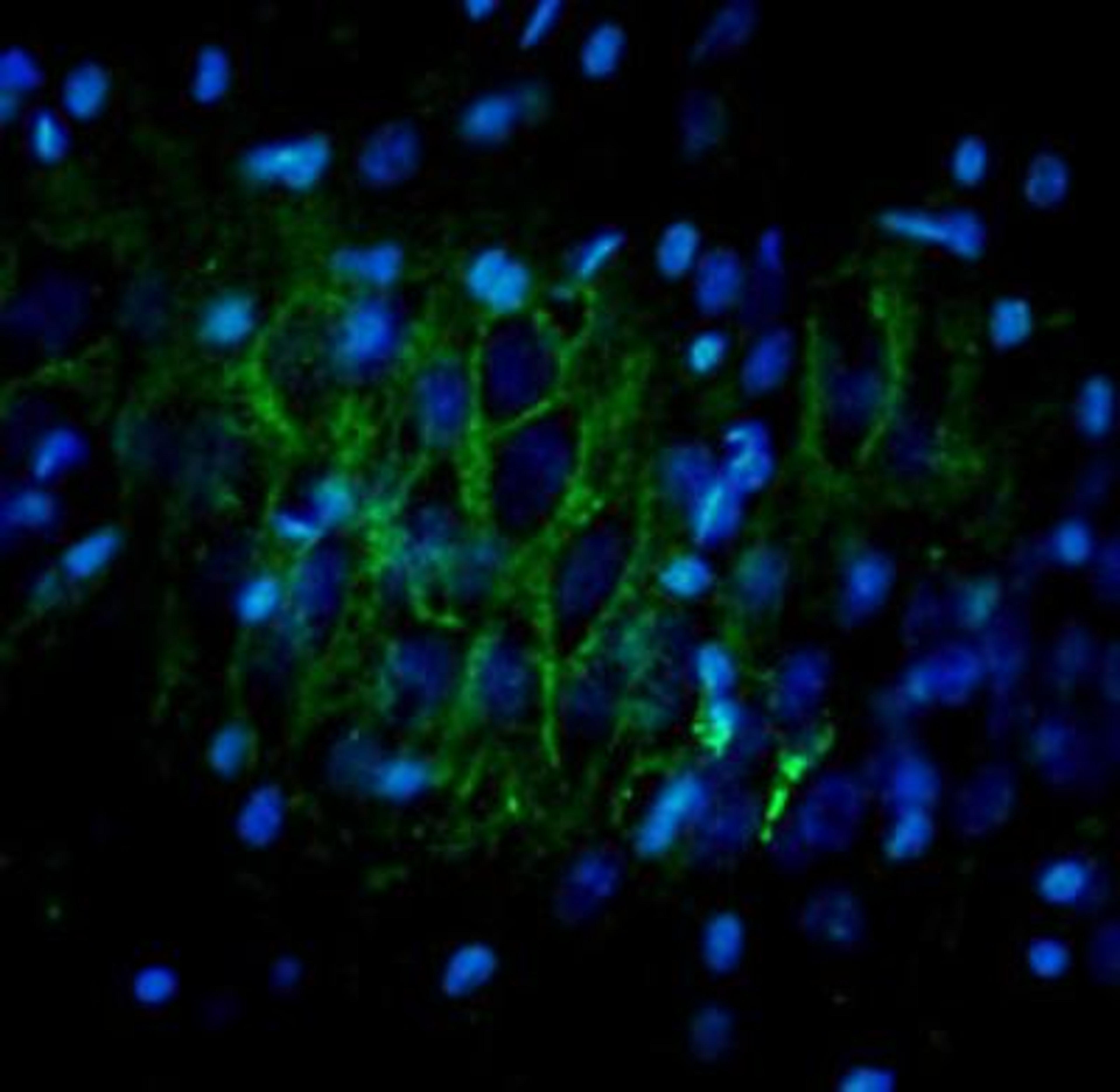 Immunocytochemistry/Immunofluorescence: Oprl1 Antibody [NBP2-21065] - ORL1 (green) staining in rat brain (singulate cortex). DAPI was used to counterstain cell nuclei (blue color).