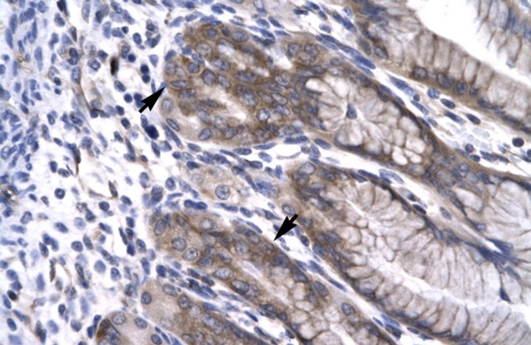 Antibody used in IHC on Human Stomach.