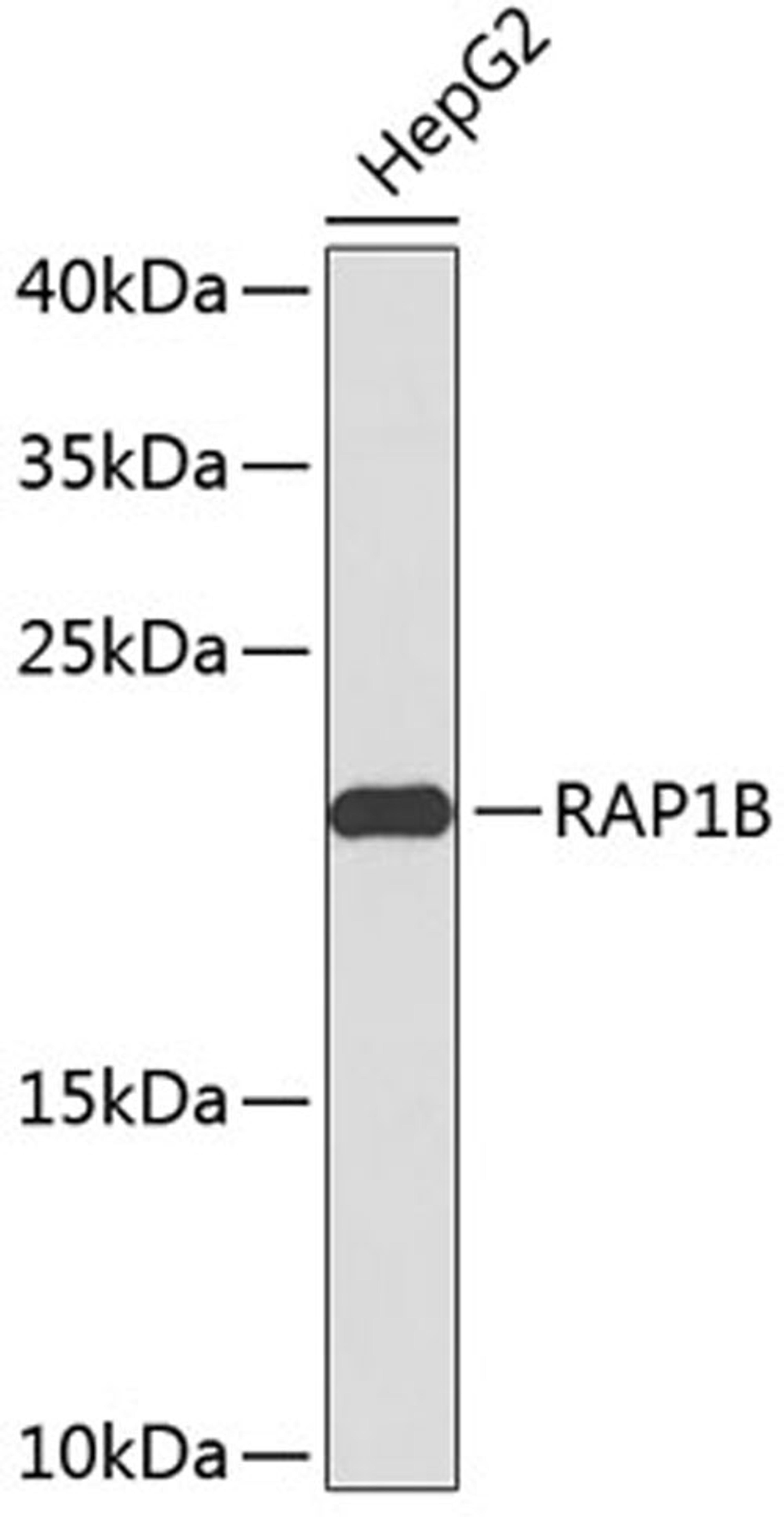 Western blot - RAP1B antibody (A2665)