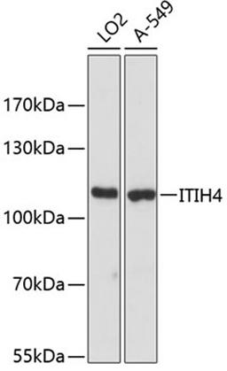 Western blot - ITIH4 antibody (A12807)