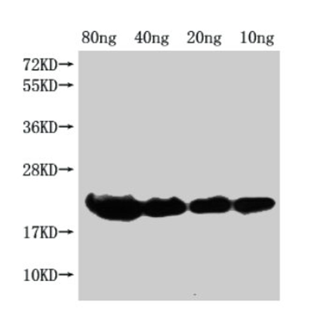 Western Blot. Positive WB detected in Recombinant protein. All lanes: hns antibody at 1:2000. Secondary. Goat polyclonal to rabbit IgG at 1/50000 dilution. Predicted band size: 19 kDa. Observed band size: 21 kDa. 