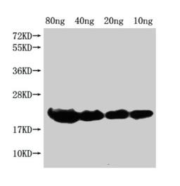 Western Blot. Positive WB detected in Recombinant protein. All lanes: hns antibody at 1:2000. Secondary. Goat polyclonal to rabbit IgG at 1/50000 dilution. Predicted band size: 19 kDa. Observed band size: 21 kDa. 