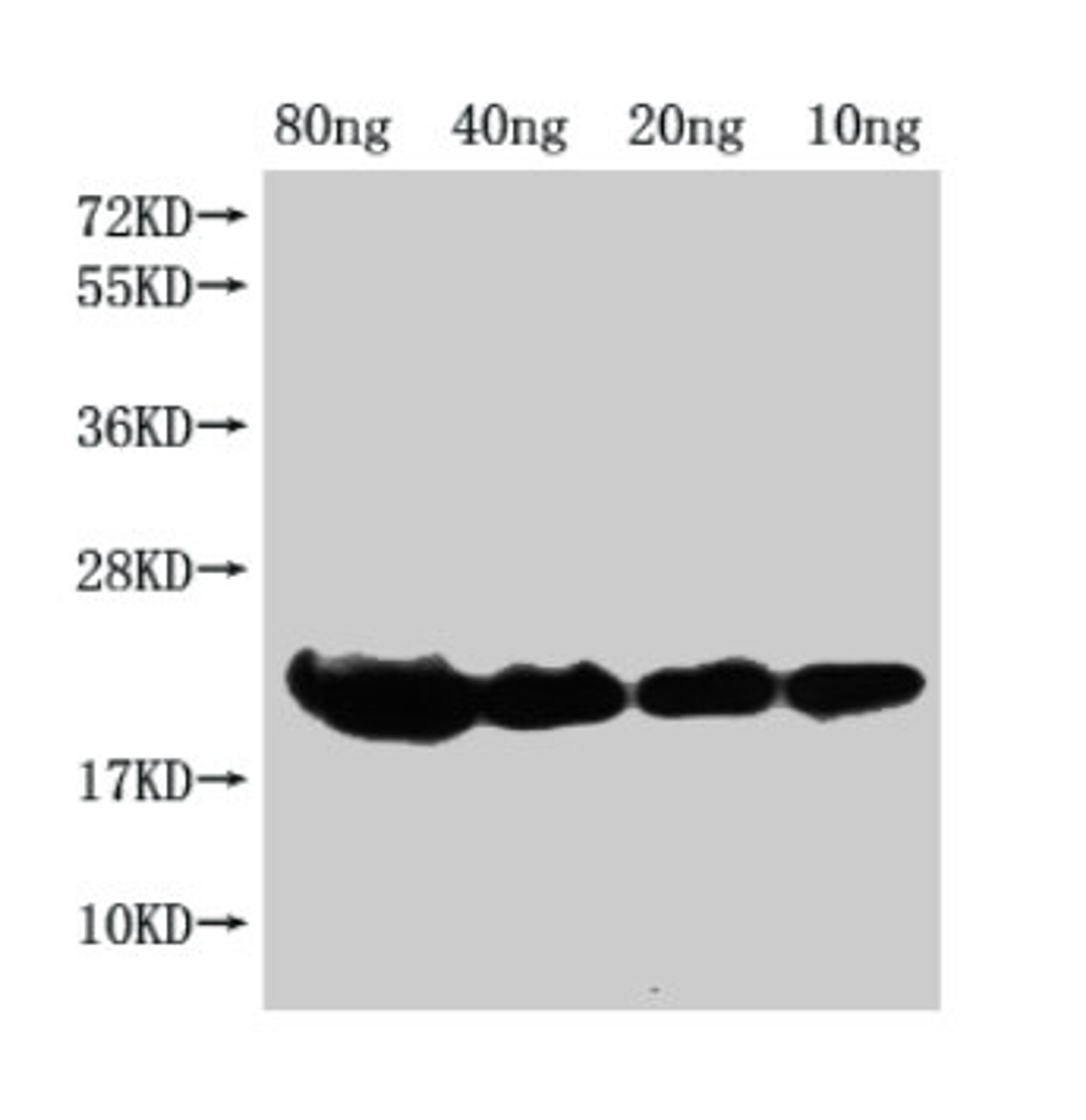 Western Blot. Positive WB detected in Recombinant protein. All lanes: hns antibody at 1:2000. Secondary. Goat polyclonal to rabbit IgG at 1/50000 dilution. Predicted band size: 19 kDa. Observed band size: 21 kDa. 