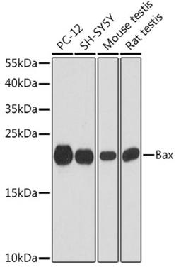 Western blot - Bax antibody (A15646)