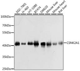 Western blot - CSNK2A1 antibody (A1014)