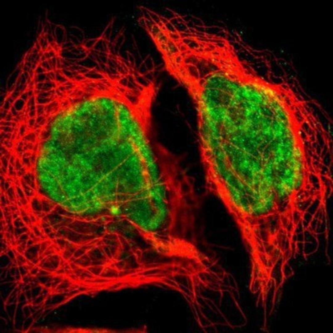 Immunocytochemistry/Immunofluorescence: CDC45L Antibody [NBP1-85723] - Staining of human cell line A-431 shows positivity in nucleus but not nucleoli & centrosome.