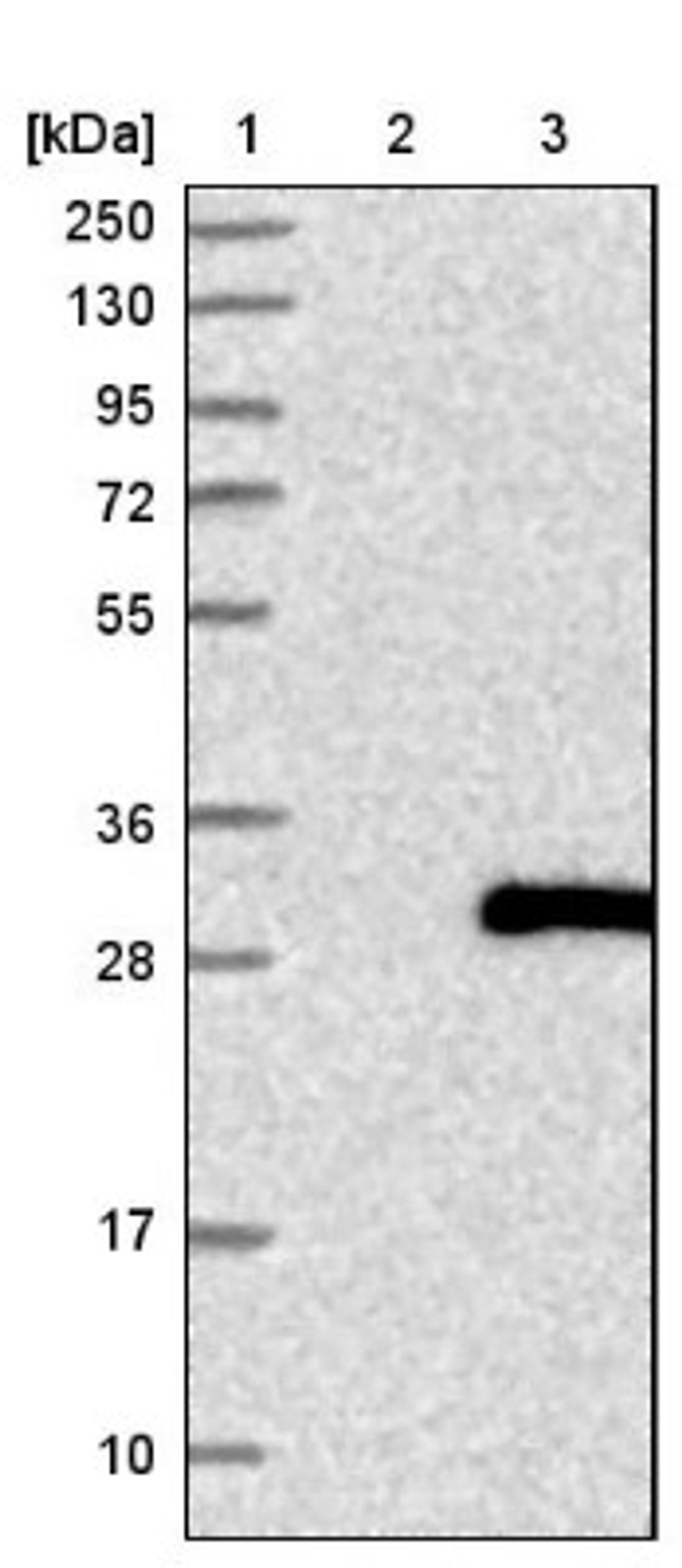 Western Blot: C1orf105 Antibody [NBP1-86381] - Lane 1: Marker [kDa] 250, 130, 95, 72, 55, 36, 28, 17, 10<br/>Lane 2: Negative control (vector only transfected HEK293T lysate)<br/>Lane 3: Over-expression lysate (Co-expressed with a C-terminal myc-DDK tag (~3.1 kDa) in mammalian HEK293T cells, LY408362)