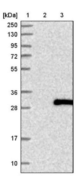 Western Blot: C1orf105 Antibody [NBP1-86381] - Lane 1: Marker [kDa] 250, 130, 95, 72, 55, 36, 28, 17, 10<br/>Lane 2: Negative control (vector only transfected HEK293T lysate)<br/>Lane 3: Over-expression lysate (Co-expressed with a C-terminal myc-DDK tag (~3.1 kDa) in mammalian HEK293T cells, LY408362)