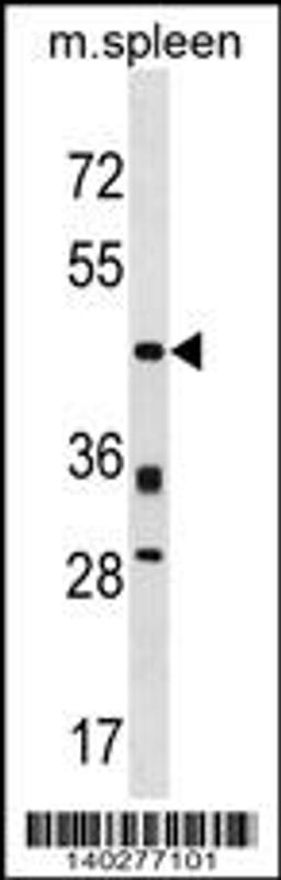 Western blot analysis in mouse spleen tissue lysates (35ug/lane).