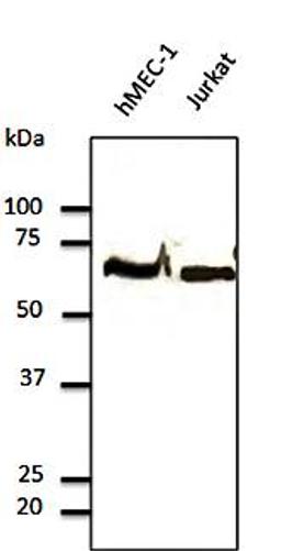 Western blot analysis of hMEC-1, jurkat cell lysates using Tubulin Alpha4A Chain antibody