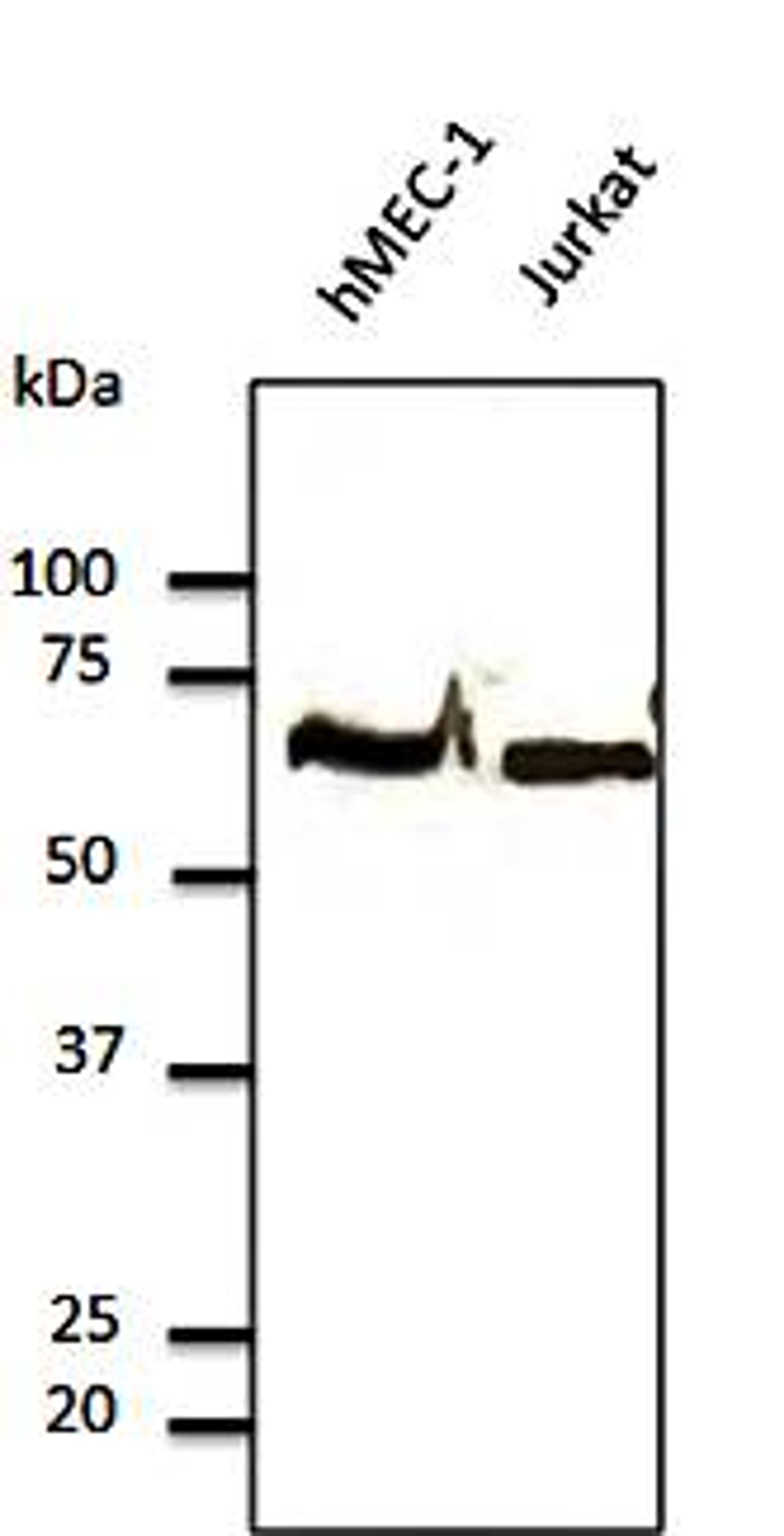 Western blot analysis of hMEC-1, jurkat cell lysates using Tubulin Alpha4A Chain antibody