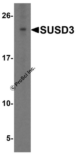 Western blot analysis of SUSD3 in HeLa cell lysate with SUSD3 antibody at 1 μg/ml.