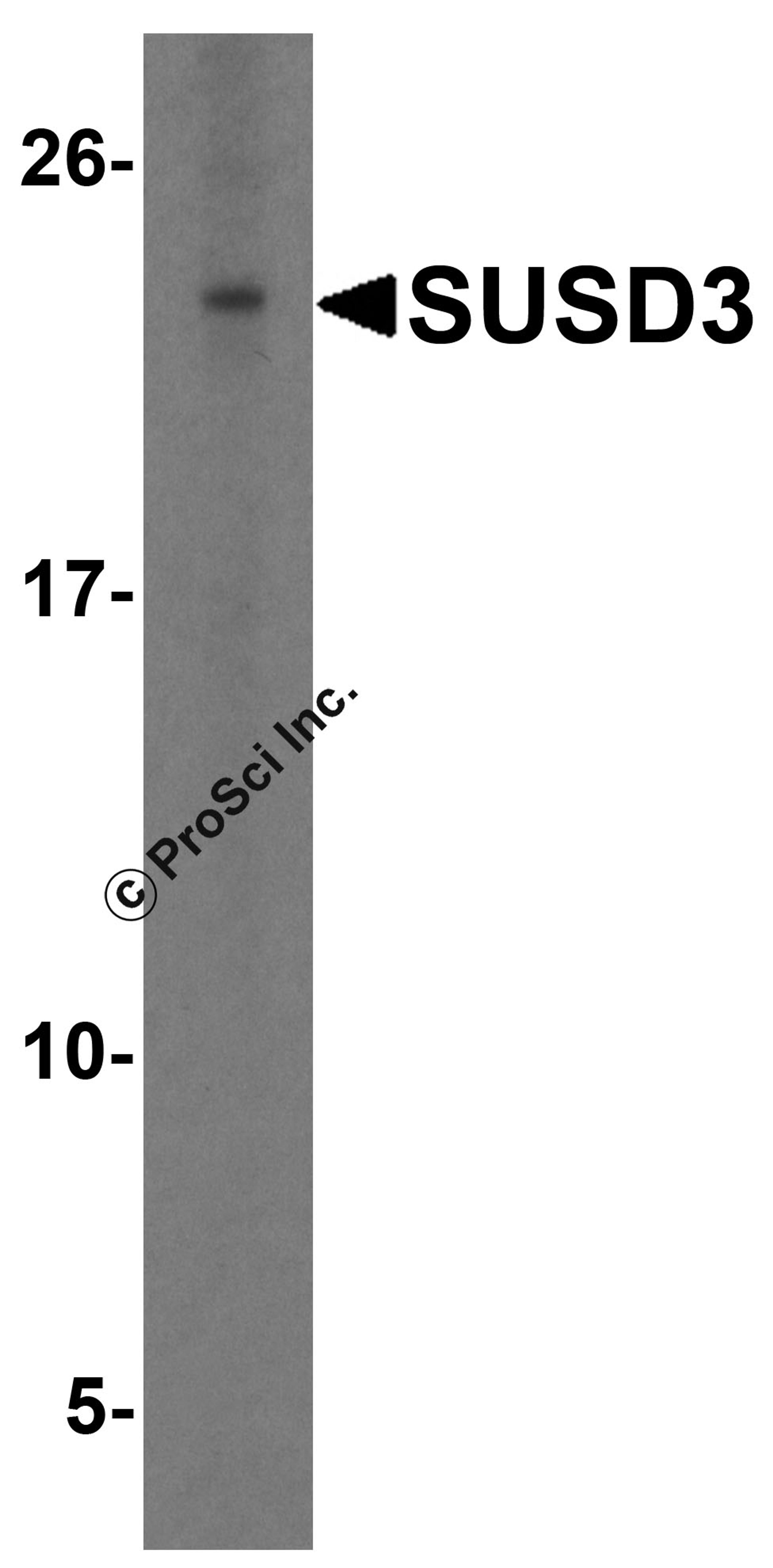 Western blot analysis of SUSD3 in HeLa cell lysate with SUSD3 antibody at 1 μg/ml.
