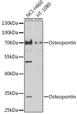 Western blot - Osteopontin antibody (A14062)