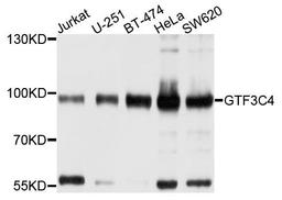 Western blot analysis of extracts of various cells using GTF3C4 antibody