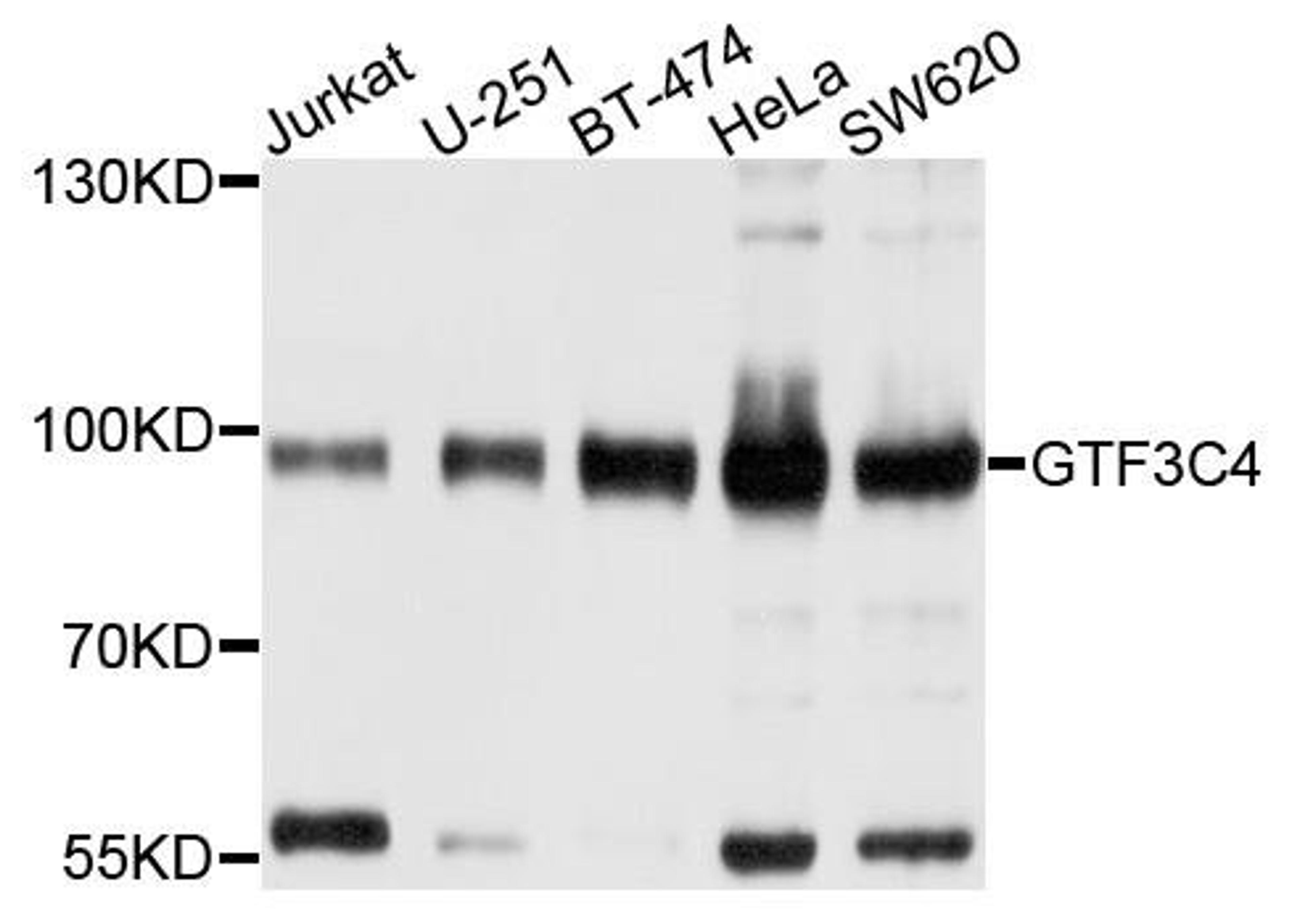 Western blot analysis of extracts of various cells using GTF3C4 antibody