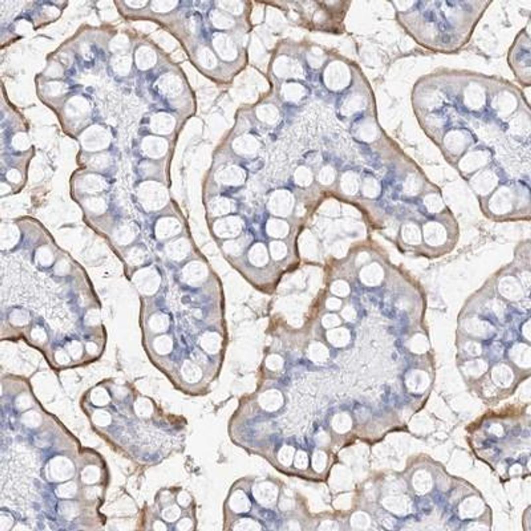 Immunohistochemistry-Paraffin: MUC17 Antibody [NBP1-91013] - Staining of human small intestine shows moderate luminal membrane positivity in glandular cells.