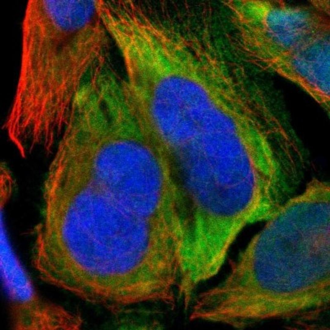 Immunofluorescence: CDC2/CDK1 Antibody [NBP1-85729] - Immunofluorescent staining of human cell line U-2 OS shows positivity in nucleus & cytoplasm.