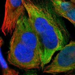 Immunofluorescence: CDC2/CDK1 Antibody [NBP1-85729] - Immunofluorescent staining of human cell line U-2 OS shows positivity in nucleus & cytoplasm.