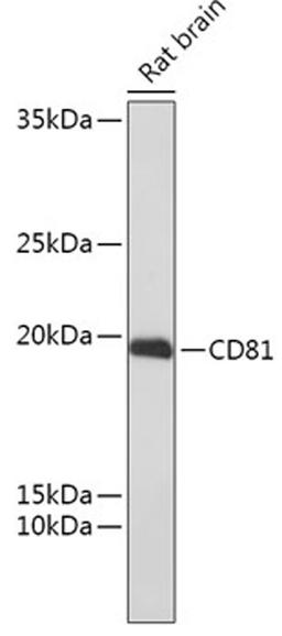 Western blot - CD81 antibody (A5270)