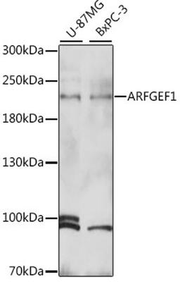 Western blot - ARFGEF1 antibody (A16483)